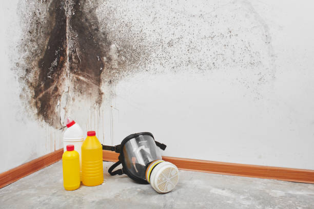 Best Fast Mold Removal  in Glen Ridge, NJ