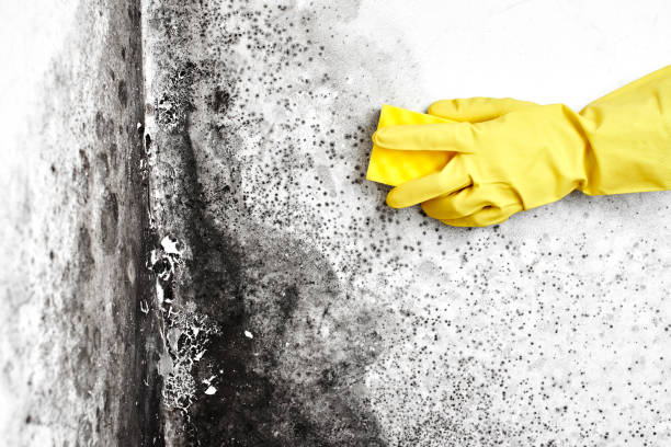 Home Mold Removal in Glen Ridge, NJ