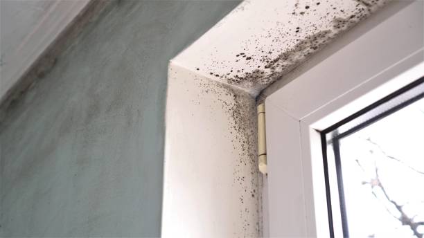 Best Residential Mold Removal  in Glen Ridge, NJ